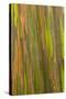 Philippines. Multicolored Bark of the Rainbow Eucalyptus Tree-Charles Crust-Stretched Canvas