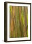 Philippines. Multicolored Bark of the Rainbow Eucalyptus Tree-Charles Crust-Framed Photographic Print