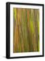 Philippines. Multicolored Bark of the Rainbow Eucalyptus Tree-Charles Crust-Framed Photographic Print