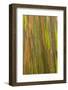 Philippines. Multicolored Bark of the Rainbow Eucalyptus Tree-Charles Crust-Framed Photographic Print