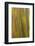 Philippines. Multicolored Bark of the Rainbow Eucalyptus Tree-Charles Crust-Framed Photographic Print