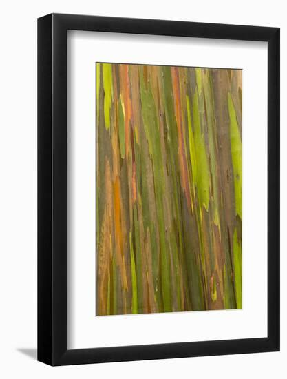 Philippines. Multicolored Bark of the Rainbow Eucalyptus Tree-Charles Crust-Framed Photographic Print