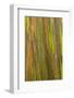 Philippines. Multicolored Bark of the Rainbow Eucalyptus Tree-Charles Crust-Framed Photographic Print