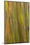 Philippines. Multicolored Bark of the Rainbow Eucalyptus Tree-Charles Crust-Mounted Photographic Print