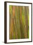 Philippines. Multicolored Bark of the Rainbow Eucalyptus Tree-Charles Crust-Framed Photographic Print
