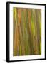 Philippines. Multicolored Bark of the Rainbow Eucalyptus Tree-Charles Crust-Framed Photographic Print