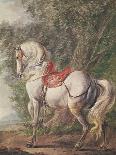 A White Horse (W/C on Paper)-Philips Wouwermans Or Wouwerman-Giclee Print