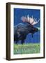 Philipsburg, Montana - Moonlight Moose-Lantern Press-Framed Art Print