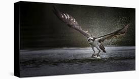 Deadly Catch-Phillip Chang-Laminated Photographic Print