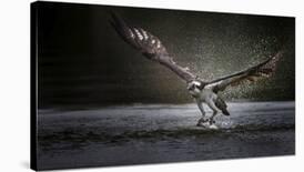 Deadly Catch-Phillip Chang-Laminated Photographic Print