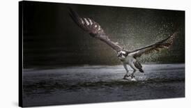 Deadly Catch-Phillip Chang-Laminated Photographic Print