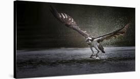 Deadly Catch-Phillip Chang-Laminated Photographic Print