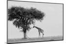 Wood Mount