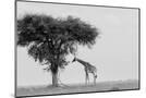Wood Mount