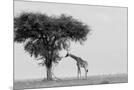 Wood Mount