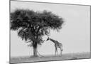 Wood Mount