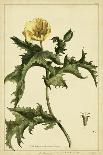 Verbascum, Pl. CCLXXIII-Phillip Miller-Art Print