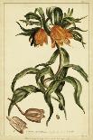 Corona Imperalis, Pl. CV-Phillip Miller-Art Print