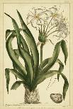 Corona Imperalis, Pl. CV-Phillip Miller-Art Print