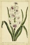 Verbascum, Pl. CCLXXIII-Phillip Miller-Art Print