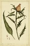 Corona Imperalis, Pl. CV-Phillip Miller-Art Print