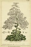 Corona Imperalis, Pl. CV-Phillip Miller-Art Print