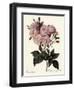 Phillip Noisette Rose-Pierre Joseph Redoute-Framed Giclee Print