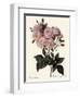 Phillip Noisette Rose-Pierre Joseph Redoute-Framed Giclee Print