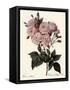 Phillip Noisette Rose-Pierre Joseph Redoute-Framed Stretched Canvas