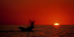 Grey Whales, Mexico-Phillipe Bourseiller-Art Print