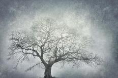 the old oak-Phillipe Manguin-Photographic Print