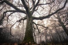 the old oak-Phillipe Manguin-Photographic Print