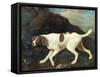 Phillis, a Pointer of Lord Clermont's, 1772-George Stubbs-Framed Stretched Canvas