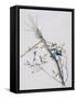 Phillyrea Latifolia, 1999-Rebecca John-Framed Stretched Canvas