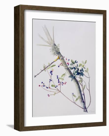 Phillyrea Latifolia, 1999-Rebecca John-Framed Giclee Print