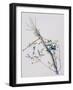 Phillyrea Latifolia, 1999-Rebecca John-Framed Giclee Print