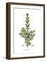 Phillyrea Latifolia,  Flora Graeca-Ferdinand Bauer-Framed Giclee Print