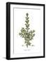 Phillyrea Latifolia,  Flora Graeca-Ferdinand Bauer-Framed Giclee Print