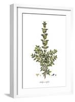 Phillyrea Latifolia,  Flora Graeca-Ferdinand Bauer-Framed Giclee Print