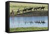 Philmont Cavalcade Ride Along Pond with Reflection, Cimarron, New Mexico-Maresa Pryor-Framed Stretched Canvas