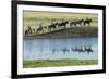 Philmont Cavalcade Ride Along Pond with Reflection, Cimarron, New Mexico-Maresa Pryor-Framed Photographic Print