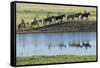 Philmont Cavalcade Ride Along Pond with Reflection, Cimarron, New Mexico-Maresa Pryor-Framed Stretched Canvas