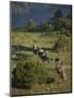 Philmont Cavalcades Ride Horses Through the Rugged Mountain Wilderness, Cimarron, New Mexico-Maresa Pryor-Mounted Photographic Print