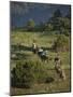 Philmont Cavalcades Ride Horses Through the Rugged Mountain Wilderness, Cimarron, New Mexico-Maresa Pryor-Mounted Photographic Print