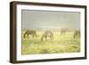 Philmont Scout Ranch Horses at Pasture before Sunset. Cimarron, New Mexico-Maresa Pryor-Framed Photographic Print