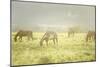 Philmont Scout Ranch Horses at Pasture before Sunset. Cimarron, New Mexico-Maresa Pryor-Mounted Photographic Print