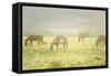 Philmont Scout Ranch Horses at Pasture before Sunset. Cimarron, New Mexico-Maresa Pryor-Framed Stretched Canvas