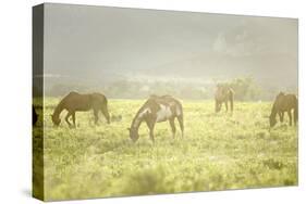 Philmont Scout Ranch Horses at Pasture before Sunset. Cimarron, New Mexico-Maresa Pryor-Stretched Canvas