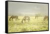 Philmont Scout Ranch Horses at Pasture before Sunset. Cimarron, New Mexico-Maresa Pryor-Framed Stretched Canvas