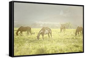 Philmont Scout Ranch Horses at Pasture before Sunset. Cimarron, New Mexico-Maresa Pryor-Framed Stretched Canvas